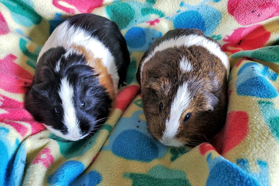 Pair of guinea pigs