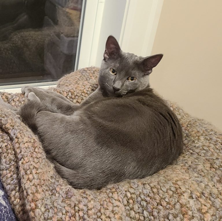Grey kitten