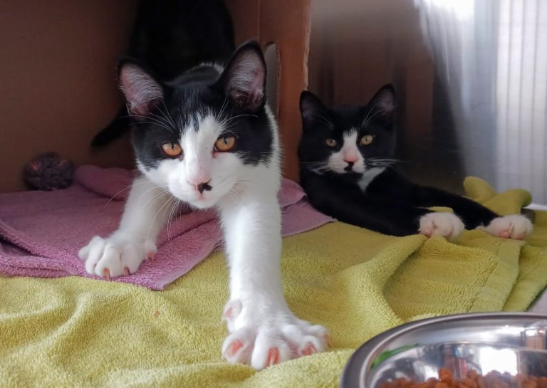 Pair of tuxedo kittens