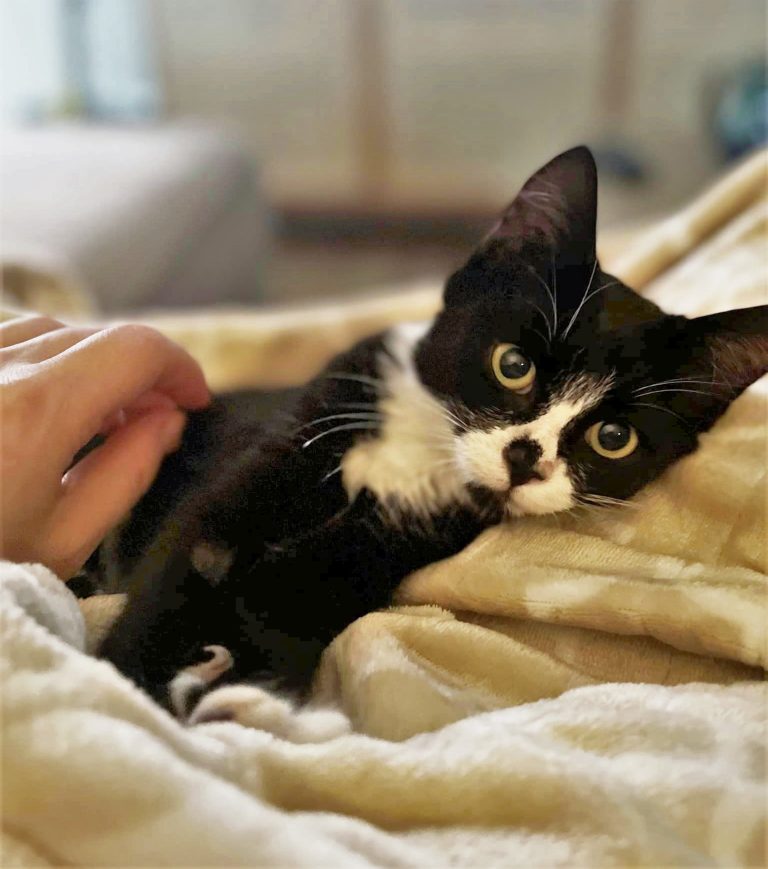 Victoria Pet Adoption Society