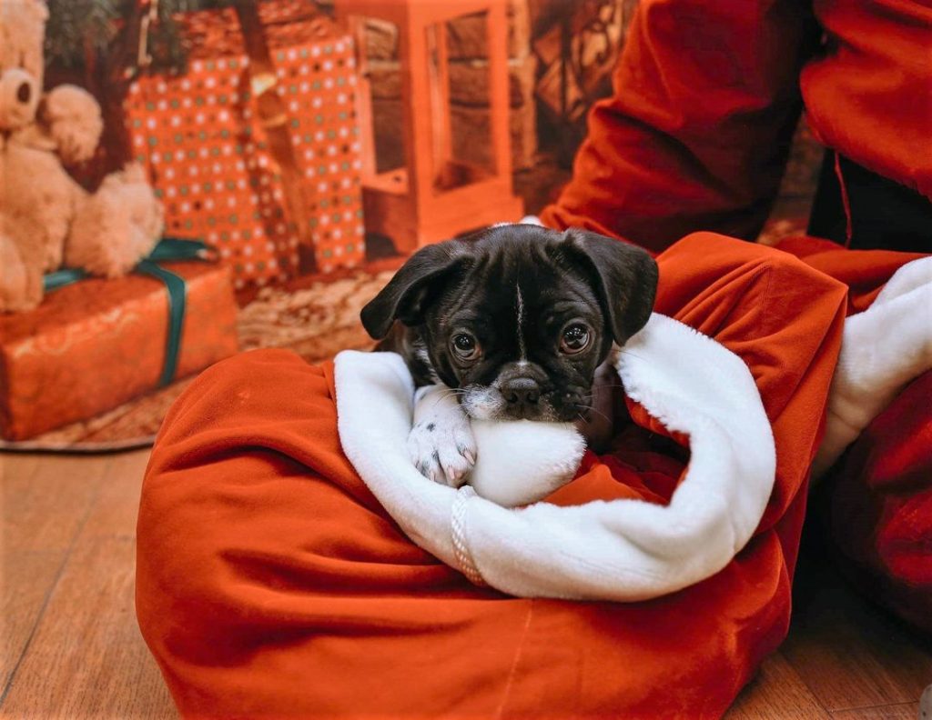 Victoria Pet Adoption Society