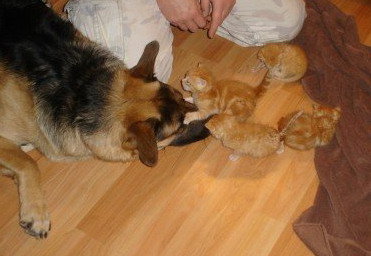 A dog and kittens
