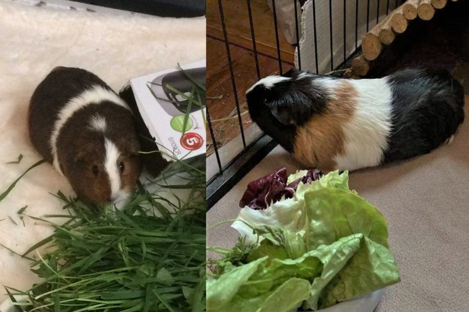 Guinea Pigs