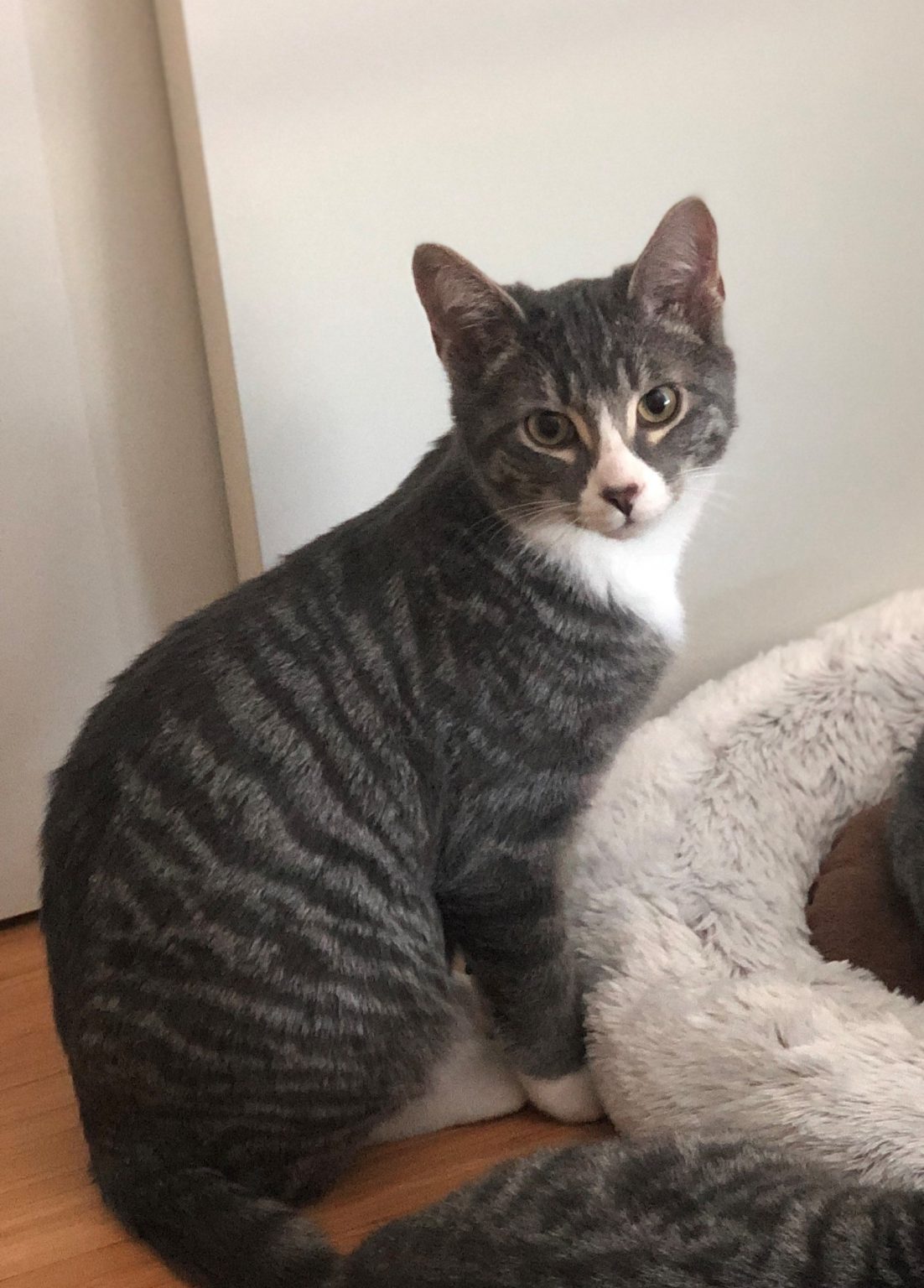 Cats and Kittens Victoria Pet Adoption Society