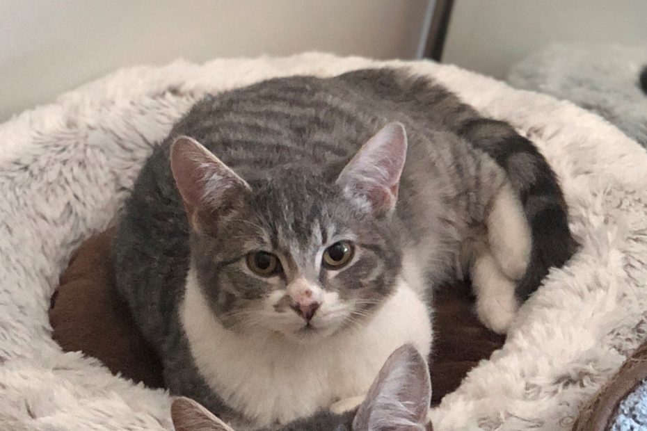 grey tabby kitten