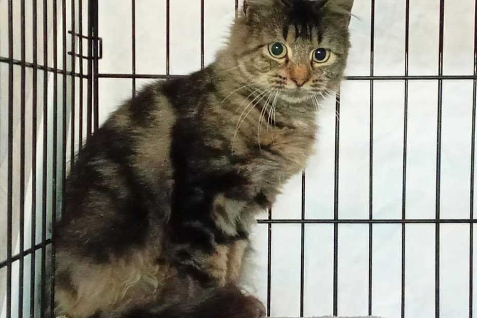 Longhaired tabby cat