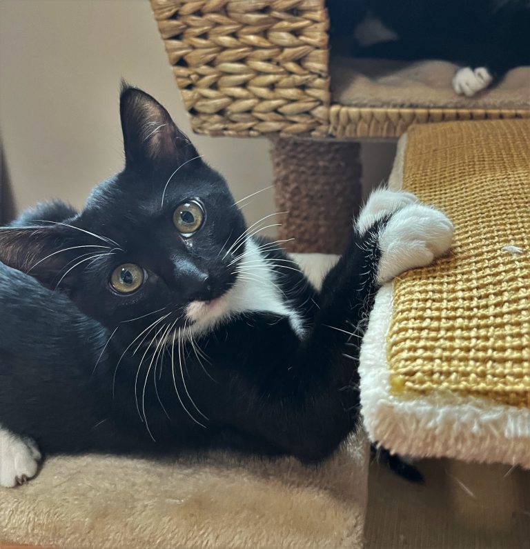 Adoptables Victoria Pet Adoption Society