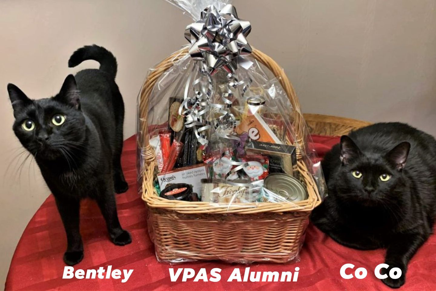 Victoria Pet Adoption Society