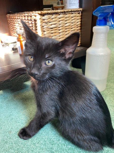 shorthaired black kitten
