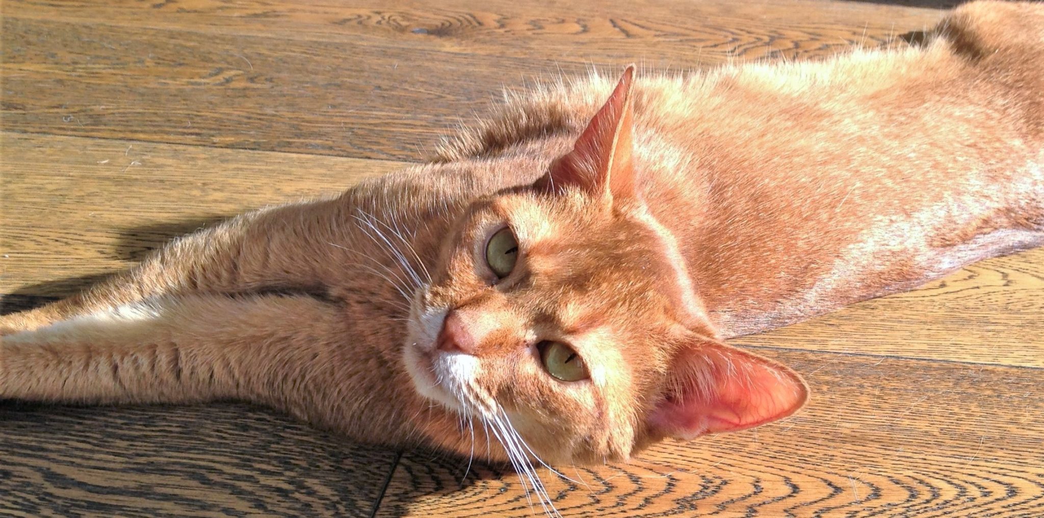 Victoria Pet Adoption Society