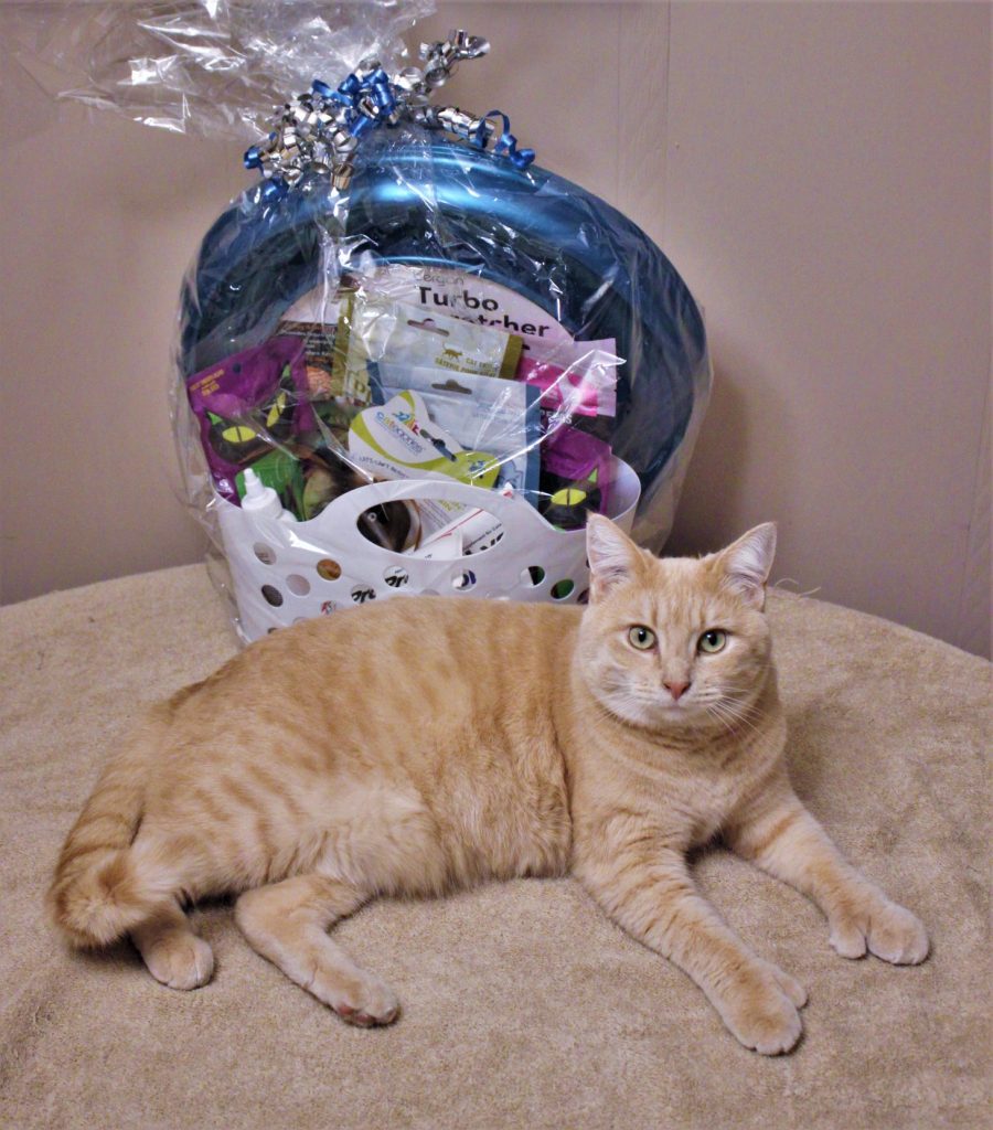 Victoria Pet Adoption Society