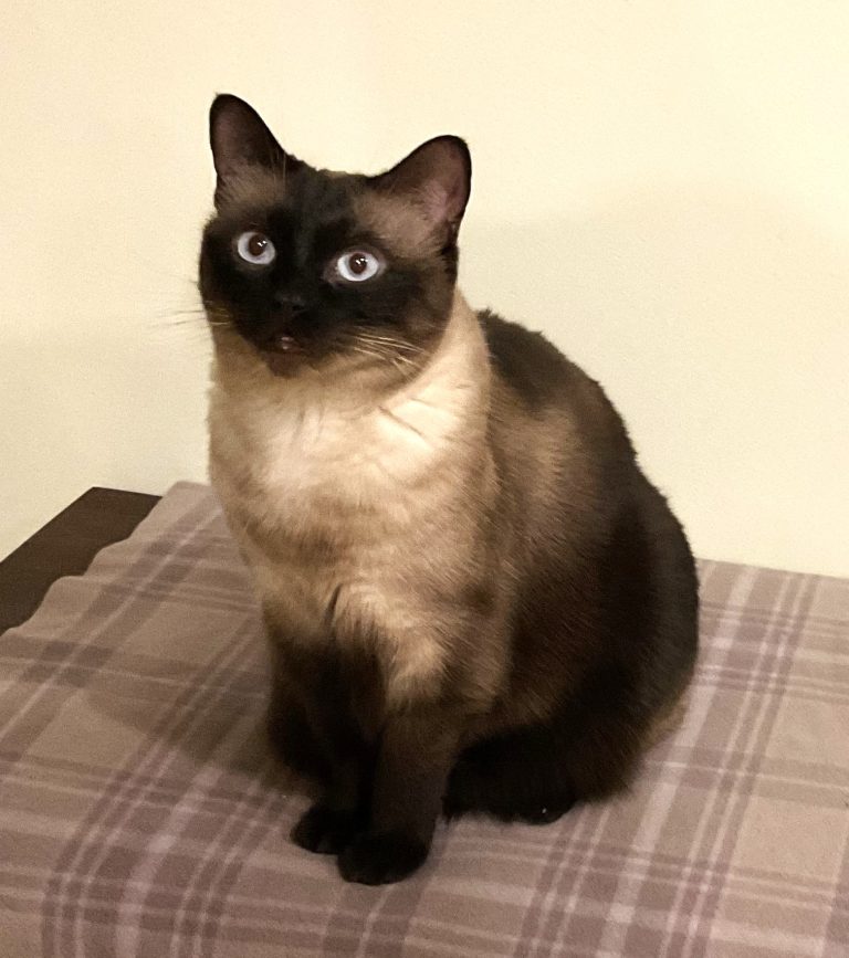 Seal point, Siamese cat with bright blue eyes looking adorable.