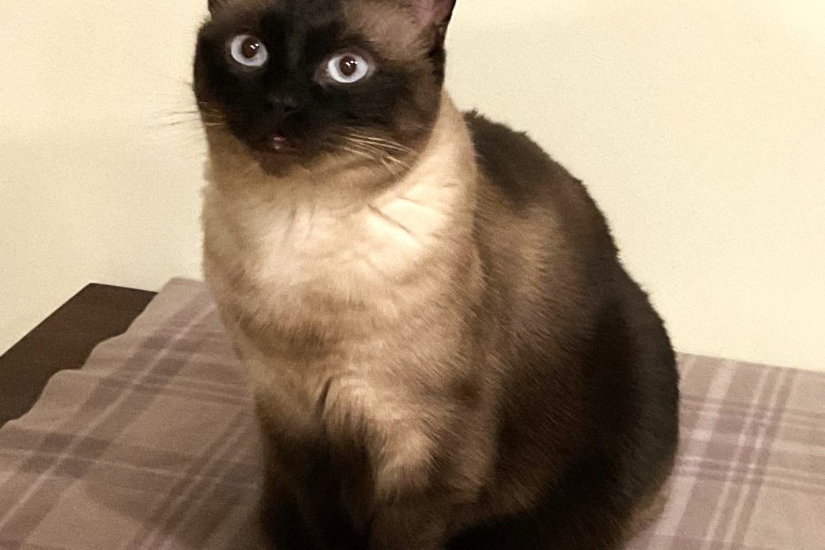 Seal point, Siamese cat with bright blue eyes looking adorable.